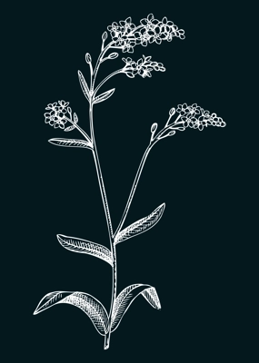 Hand drawn summer flower sketch. Woodland forget-me-not botanical vector illustration. Wildflower drawing on chalkboard. Flowering plant with blue flowers. Floral design element in engraved style